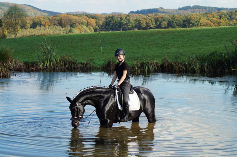 Teich Pferdesport Höll