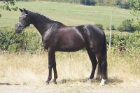 levandano_gal_dsc05953